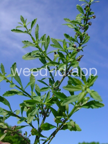 goatweed